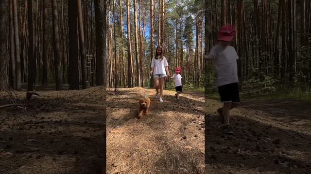 Той пудель Миша 3,5 месяца.