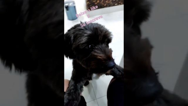 Bob comendo смотреть онлайн