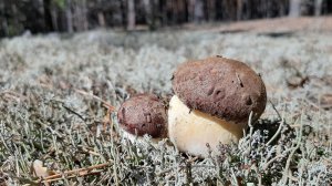 ГРИБЫ, Грибы, грибы... Сбор Белых Грибов в Томской области. НЕТРОНУТЫЕ ПОЛЯНЫ ЕЛОВЫХ ГРИБОВ.