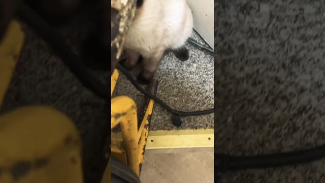 Unclogging a kitchen sink and a bathroom tub #HandsomeOrHandy #Handyman #Plumbing #HomeMaintenance￼ смотреть онлайн