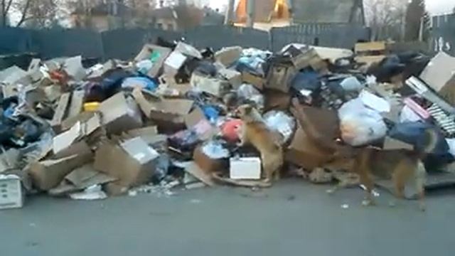 Свалка в центре г. Брянск смотреть онлайн