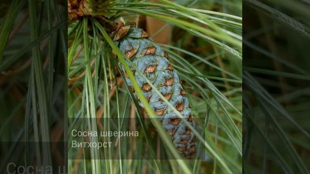 Сосна шверина Витхорст смотреть онлайн