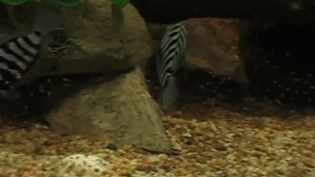 Convict cichlid,Archocentrus nigrofasciatus,зебровидна цихлазома part 4 смотреть онлайн