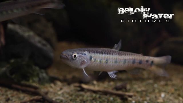 New Sailfin Tetra Found In Colombia + Chocó Tetra Guide смотреть онлайн