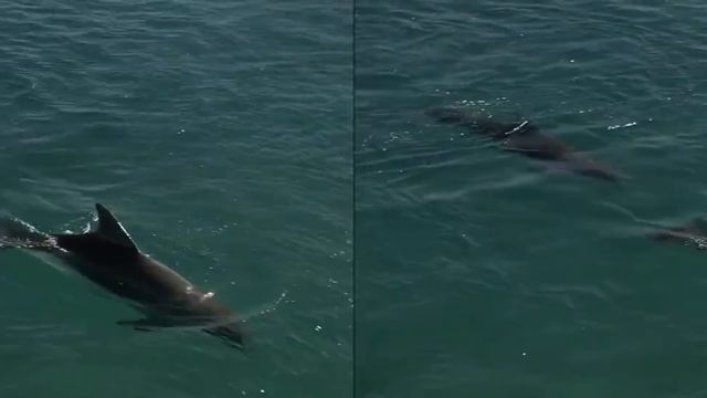 Dolphins океан без слов смотреть онлайн