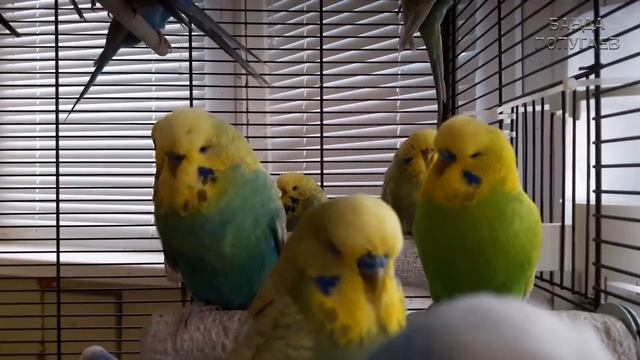 ? Учим попугая говорить. Урок 7: "Хочу летать! Открой клетку!" смотреть онлайн