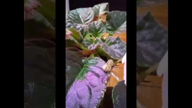 фиалка сорт Улыбка Авроры зимнее цветение 2022 год смотреть онлайн