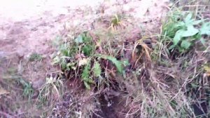 Пластиковая труба в канаву под дорогу - что стало через 2 года. Опыт использования. Ревизия трубы