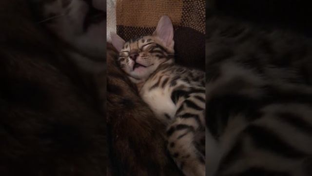 Бенгальский котёнок чавкает во сне смотреть онлайн