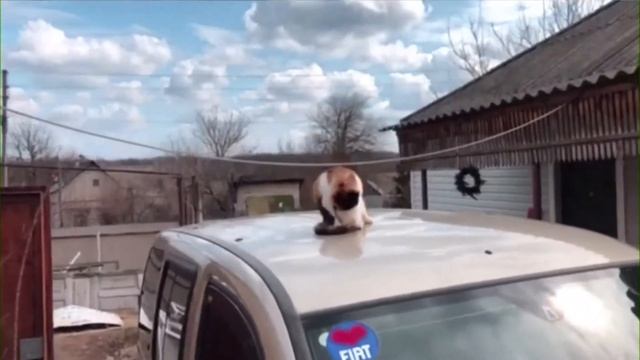 Исповедь мартовского кота/ смотреть онлайн