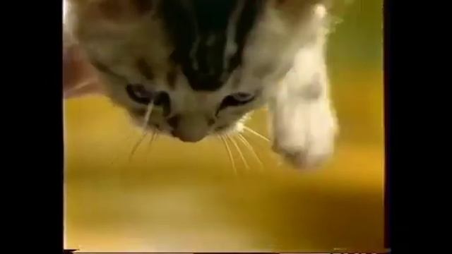 Реклама Whiskas 2010 Для Котят смотреть онлайн