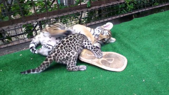 Малыши тигренок и леопардик играют смотреть онлайн