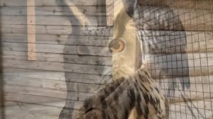 Филин Варя и сова Басик.