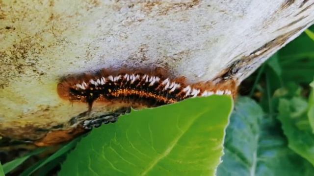 Красивое и короткое видео #природа (1) смотреть онлайн