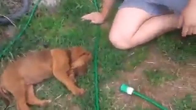 Щенок и сон смотреть онлайн