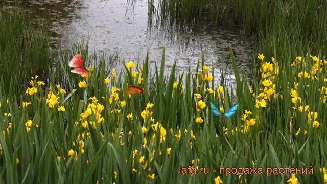 Ирис болотный (iris Pseudacorus) ? болотный ирис обзор: как сажать, саженцы ириса