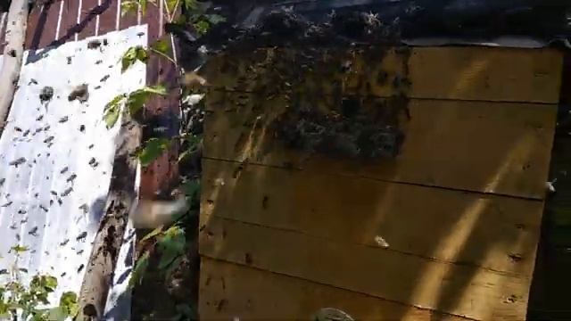 Рой пчел 19 06 23