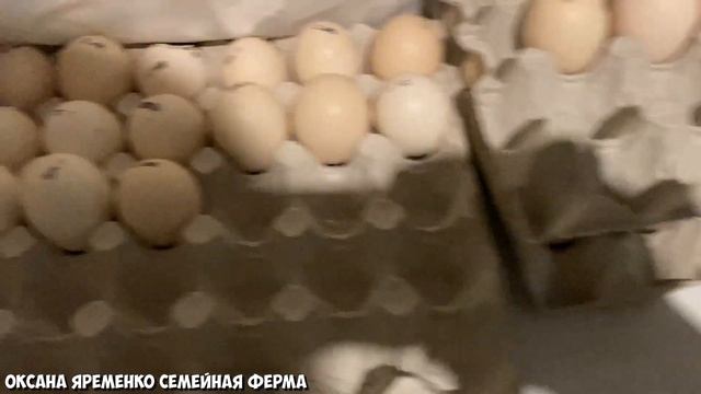 РОСС308 Европа / Жутко дорого / Результат никакой / Гора неоплода! смотреть онлайн