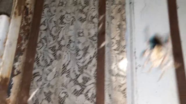 Насекомые в Грузии.. и откуда Вас столько, пауков-то? смотреть онлайн