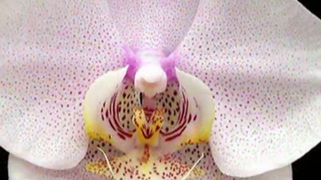 Орхидея — символ весны смотреть онлайн