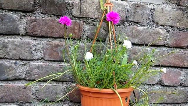 My Home Manny plant 😘😘🙏🙏 смотреть онлайн