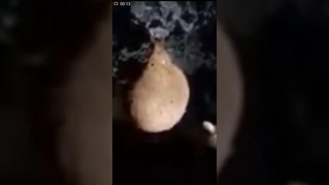 Гнездо летучих мышь смотреть онлайн