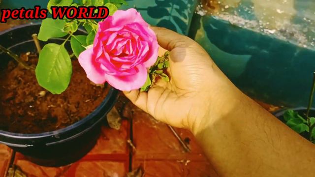 ഇനി ഏതു റോസിനെയും രക്ഷിക്കാം /now you can save any rose.../nursary secret..petals WORLD @j4utips смотреть онлайн