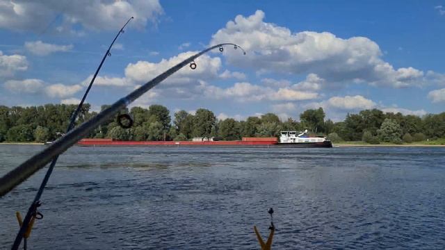 Ловил судака, а поймал сома на 95 см. Рыбалка на реке Рейн в июне. Рыбалка в Германии на Рейне. смотреть онлайн