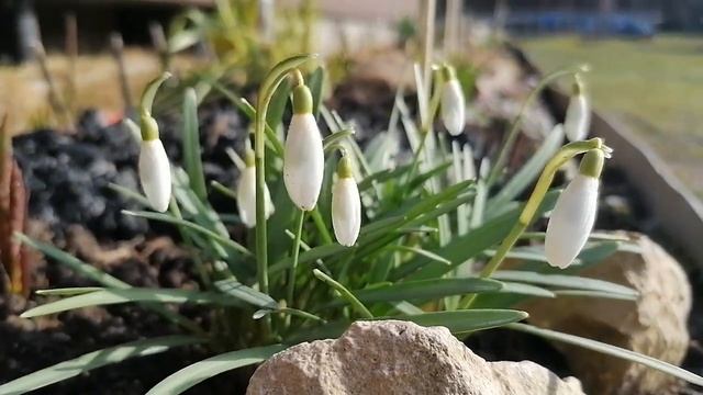 Галантусы (Galanthus) в нашем саду. Видеопортрет растения. апрель 2022. смотреть онлайн