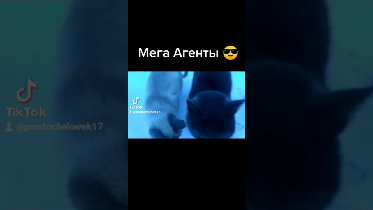 коты #shorts смотреть онлайн