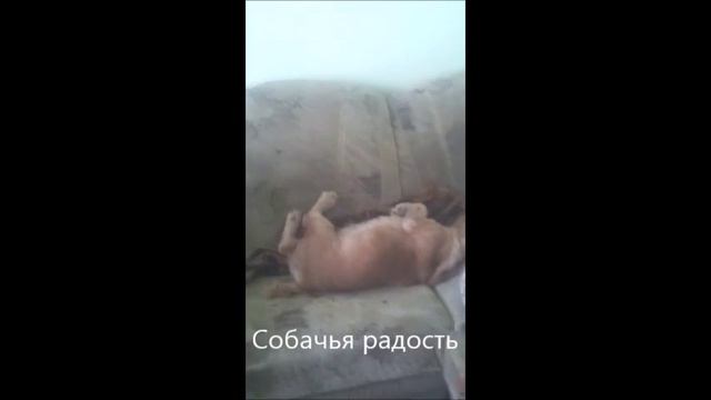 Процесс стрижки любимой собаки смотреть онлайн