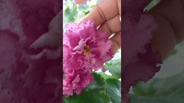 Цветущая полка с фиалками в ноябре смотреть онлайн