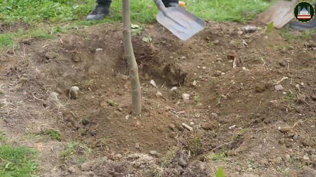 Этой осенью в Грозном высадят более 1300 деревьев смотреть онлайн
