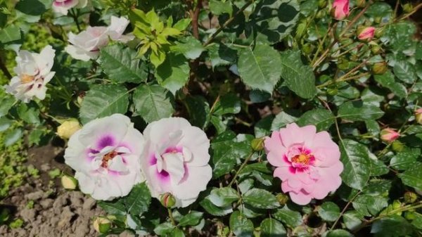 Мои розы-глазастики Eyes For You &  Angel Eyes ( Ester Queen of Persia). Обзор.