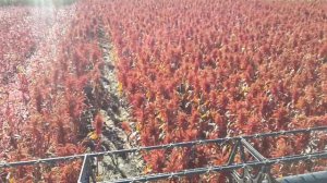 Уборка амаранта комбайном