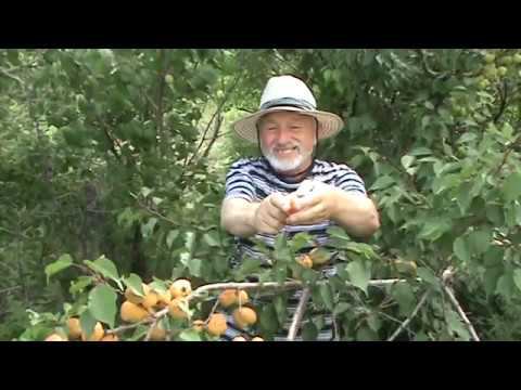 абрикос Сибиряк Байкалова