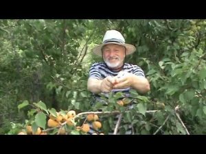 абрикос Сибиряк Байкалова