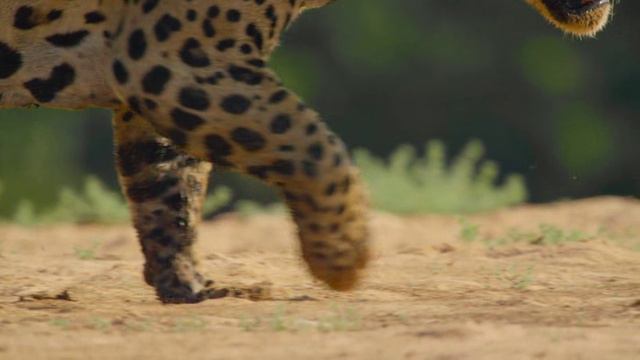 Удивительные животные 1 сезон 1 серия «Большие кошки» (документальный сериал, 2021) смотреть онлайн