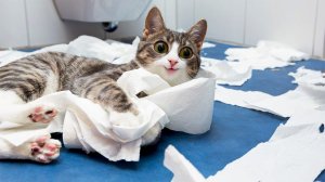 Самые новые приколы про животных котов и кошек 2022