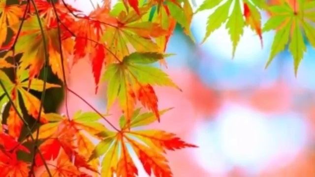 Самая красивая песня осени. смотреть онлайн