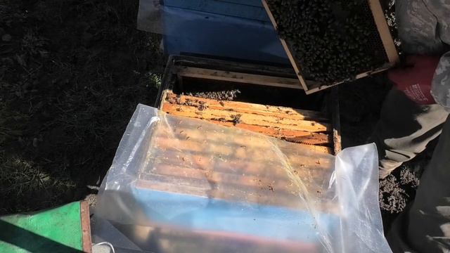 СОСТОЯНИЕ ПАСЕКИ НА 10 -11 ФЕВРАЛЯ смотреть онлайн