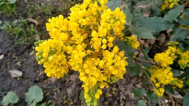 КРАСИВЫЕ и ПРОСТЫЕ в УХОДЕ Кустарники Максимум Красоты при Минимальном Уходе смотреть онлайн