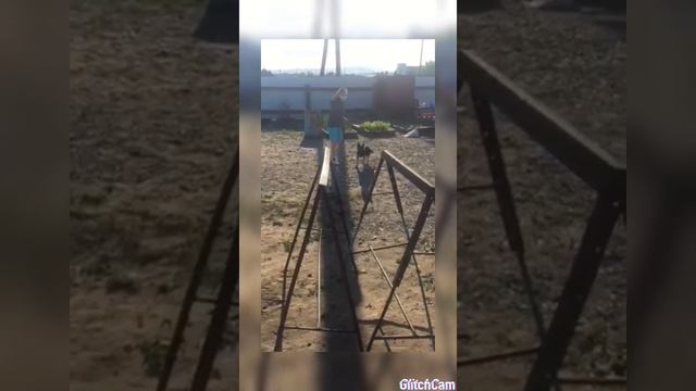 Щенок ВЕО 3 месяца, курс послушания смотреть онлайн
