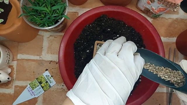 세덤 아틀란티스 분갈이와 키우기 정보 Atlantis Sedum *영하25도 노지월동이 되는 첼시플라워쇼 대상의 아름다운 숙근초* 多肉植物, Korean succulents смотреть онлайн