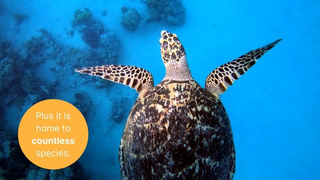 Help Save Coral Reefs смотреть онлайн
