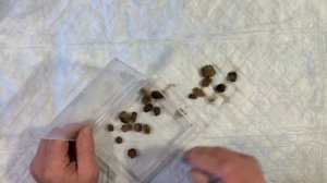 Разведение пиявок дома. Сбор  урожая.