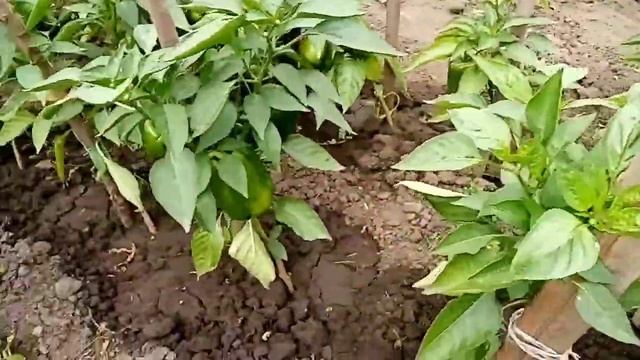 Обзор дачи/сверчки/ смотреть онлайн