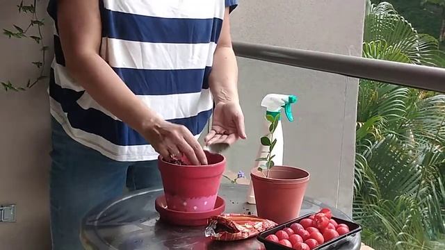 Como cuidar e plantar Acerola/ Malpighia glabra/cerejeira-do-pará смотреть онлайн
