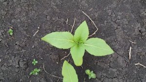 внесение евролайтинга на подсолнечник 2020