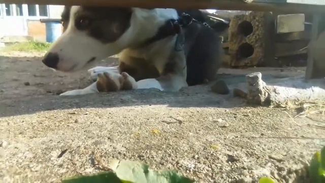Мои Собака красивые нормально смотреть онлайн